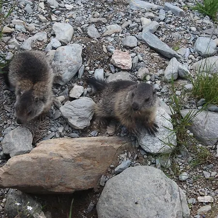 Rifugio Il Pirata Tartano